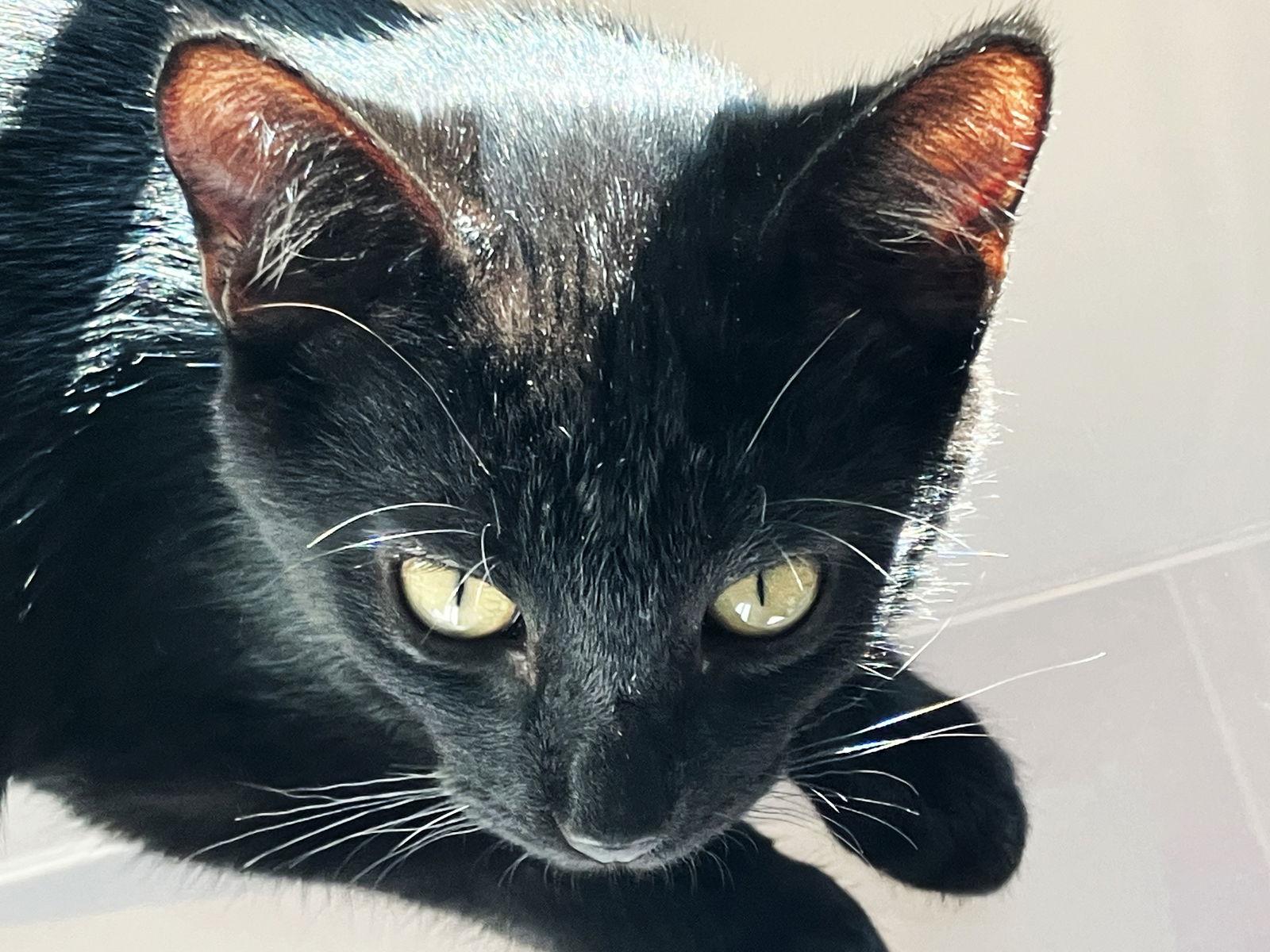 Enlarge Dylan, a Adoptable Domestic Short Hair in Alameda, CA image 2/3