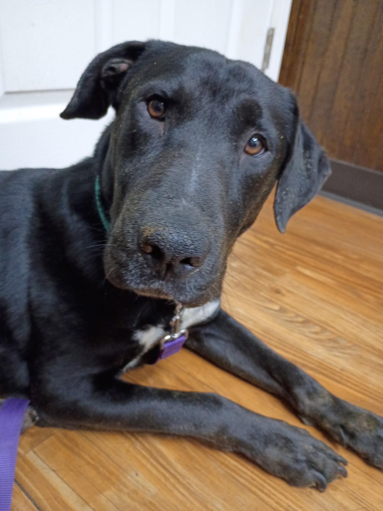 Enlarge Timber, a ADOPTABLE mixed breed in atlanta, GA image 2/6