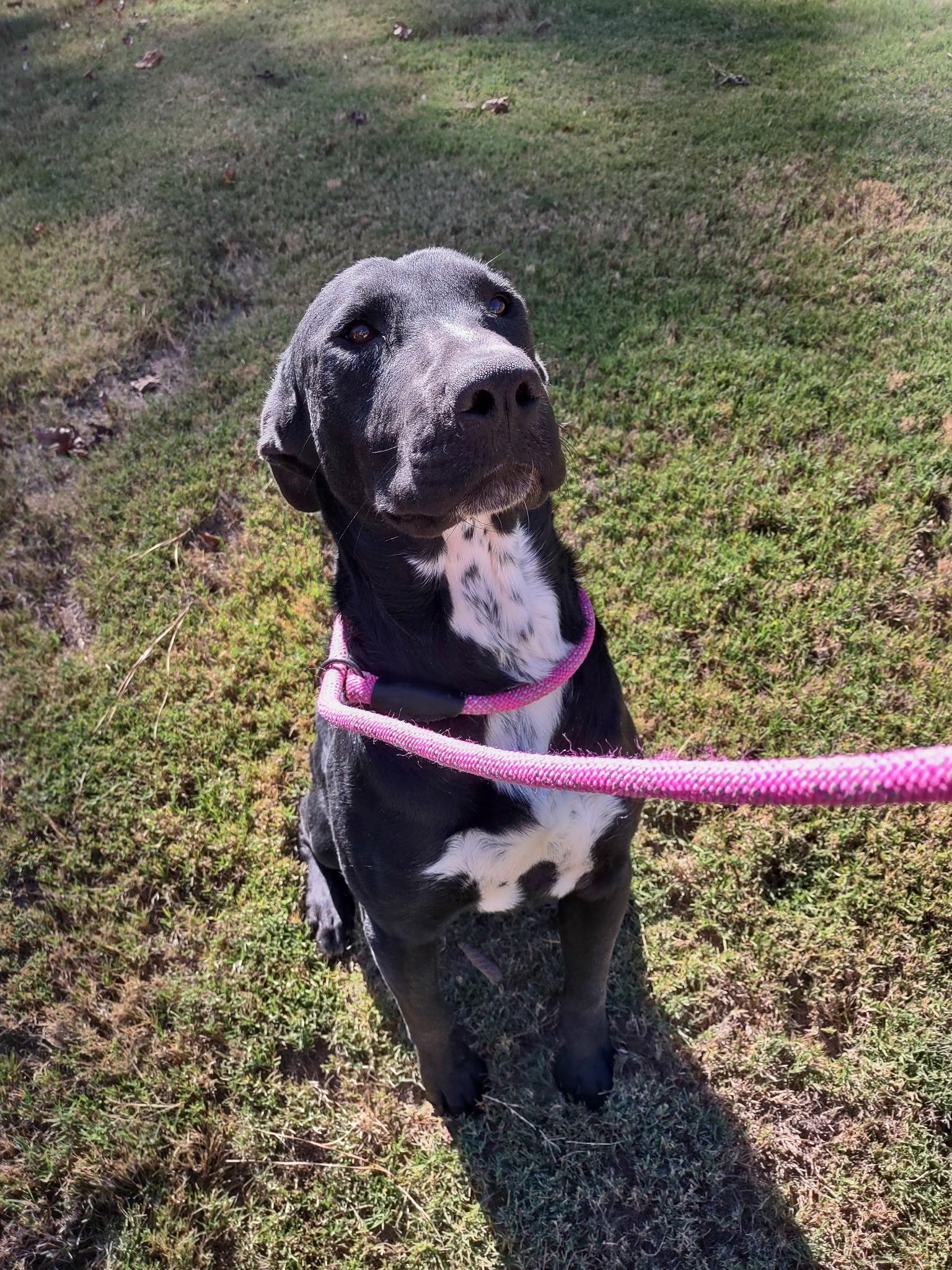 Enlarge Timber, a ADOPTABLE mixed breed in atlanta, GA image 6/6