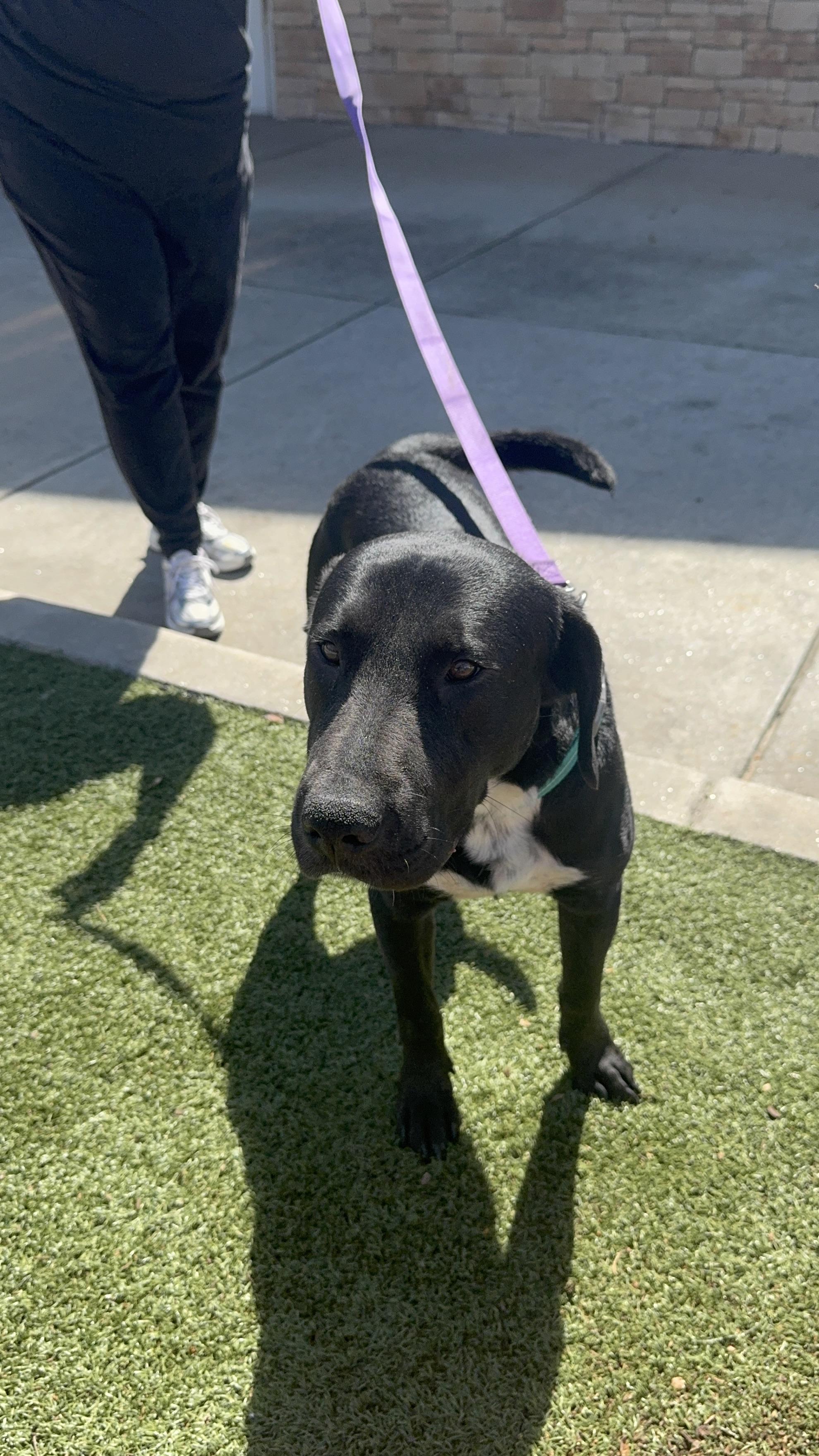 Enlarge Timber, a ADOPTABLE mixed breed in atlanta, GA image 4/6