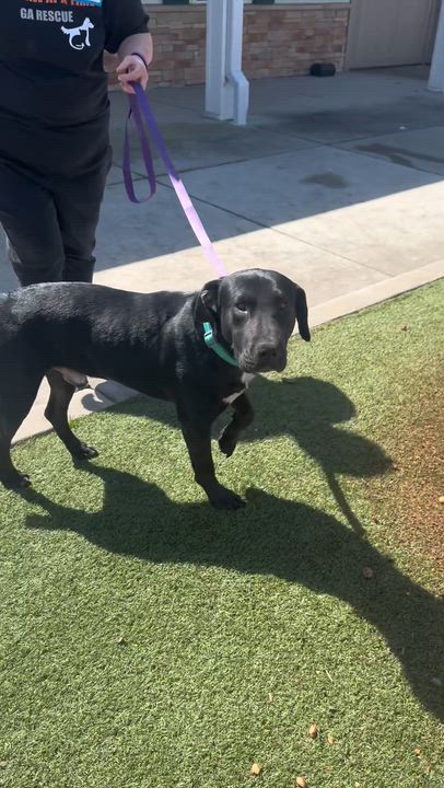 Enlarge Timber, a ADOPTABLE mixed breed in atlanta, GA video 3/6