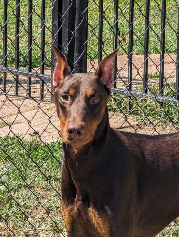 Dog for adoption Artie, a Doberman Pinscher in Louisville, KY Petfinder