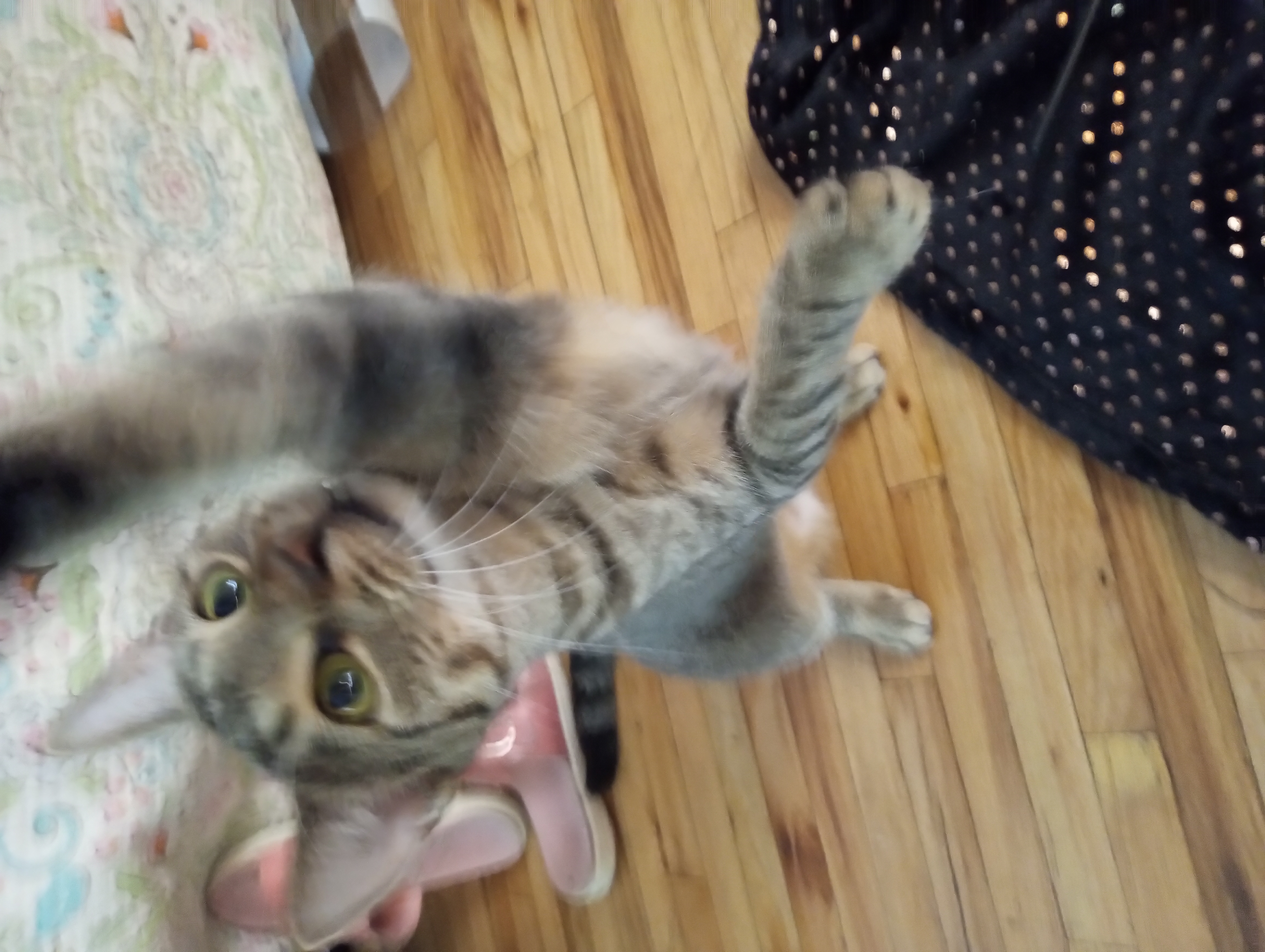 Roxy, a Adoptable mixed breed in Douglaston, NY image 2/4