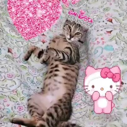 Roxy, Adoptable, Kitten Female Domestic Short Hair & Tabby.