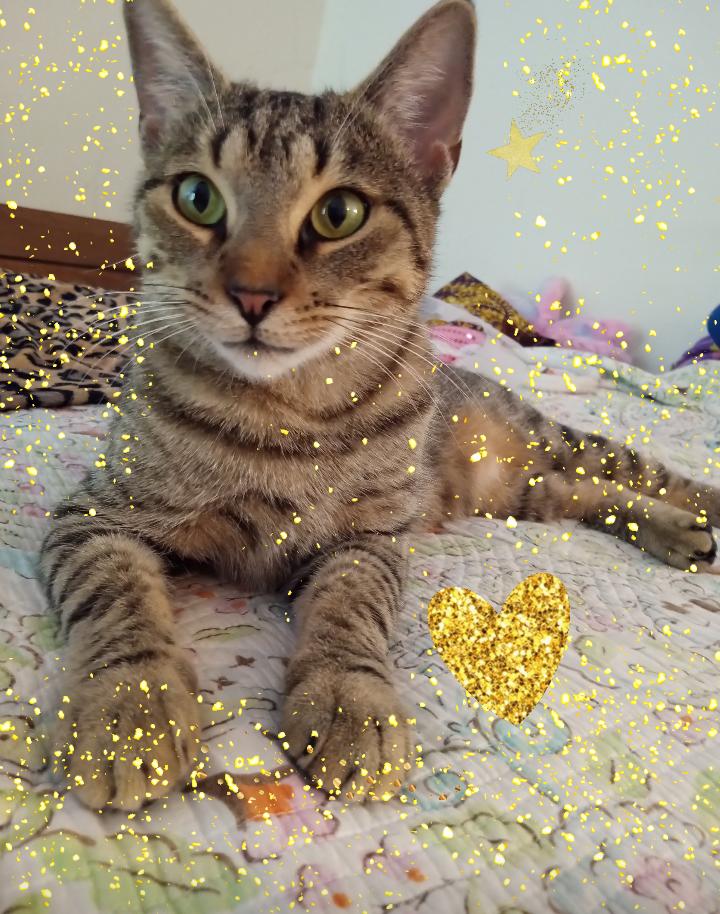 Roxy, a Adoptable mixed breed in Douglaston, NY image 3/4