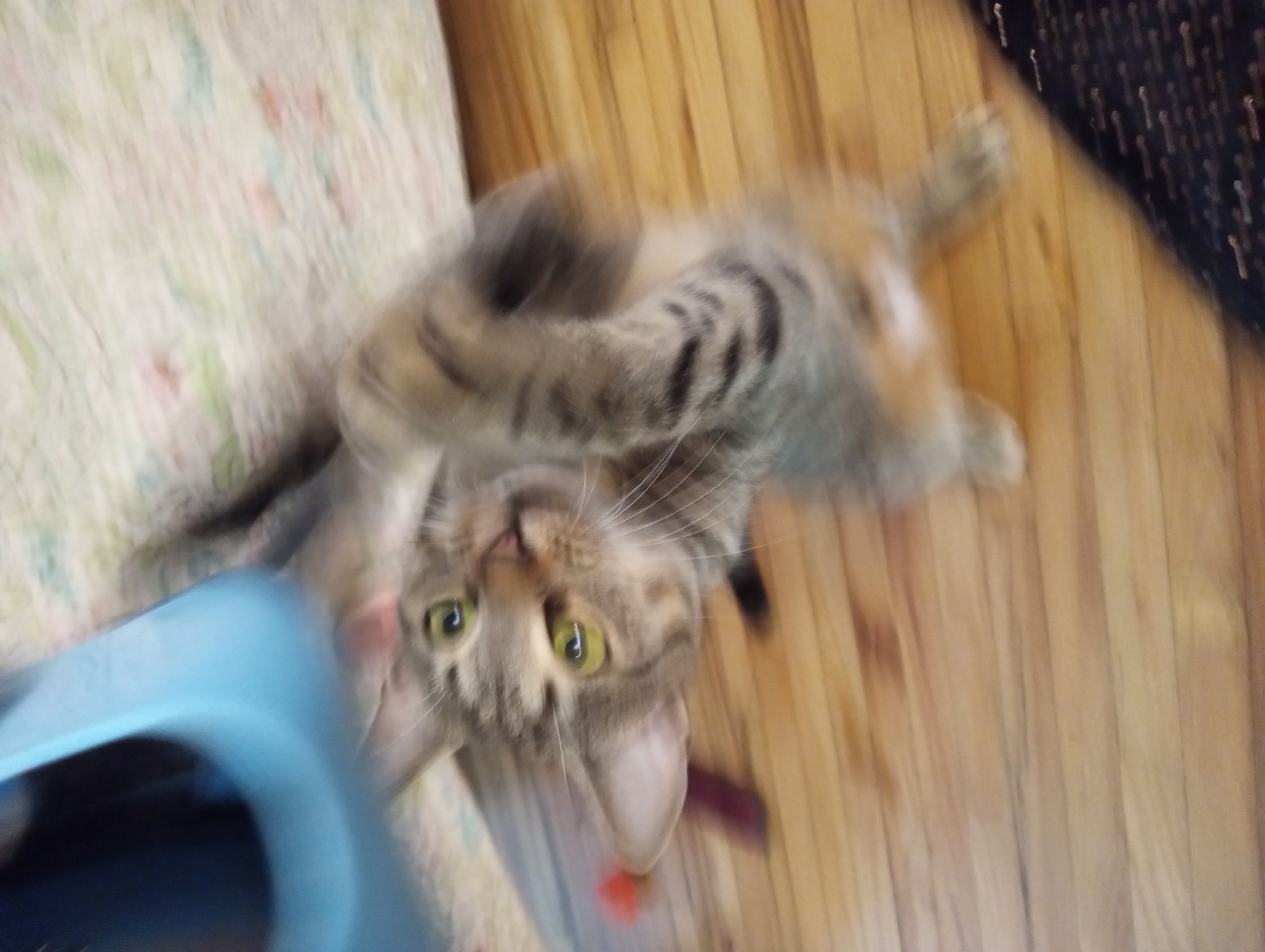 Roxy, a Adoptable mixed breed in Douglaston, NY image 4/4