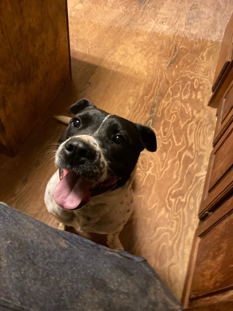 Enlarge Mickie, a Adoptable American Bulldog in Ruston, LA image 1/4