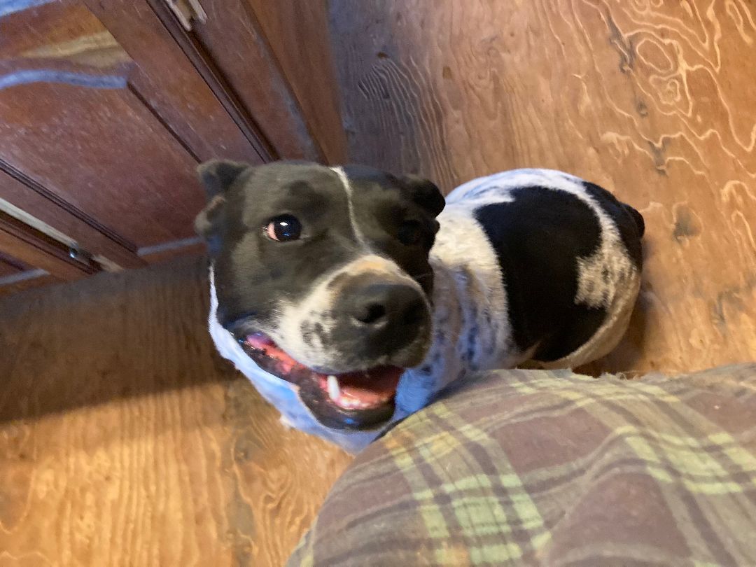 Enlarge Mickie, a Adoptable American Bulldog in Ruston, LA image 2/4