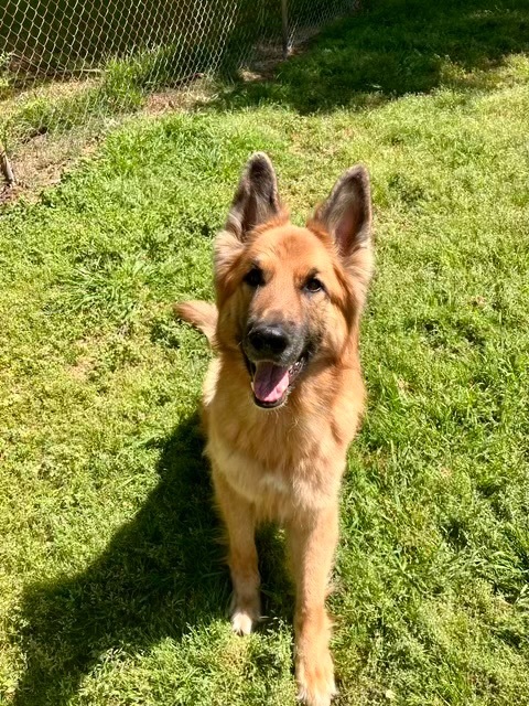Bailey, Adoptable, Adult Male German Shepherd Dog.