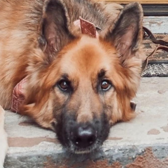 Bailey - Smart, Adult GSD, Adoptable, Adult Male German Shepherd Dog.