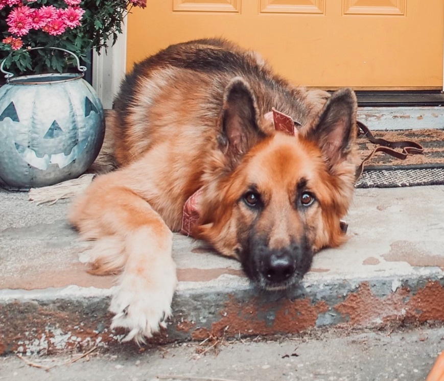 Enlarge Bailey, a Adoptable German Shepherd Dog in Tulsa, OK image 2/6