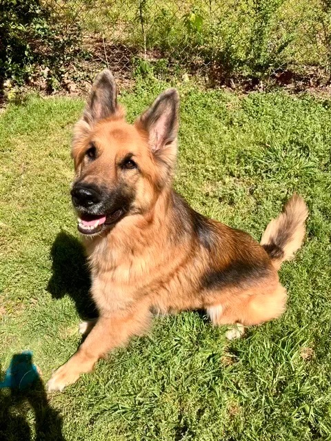 Enlarge Bailey, a Adoptable German Shepherd Dog in Tulsa, OK image 3/6