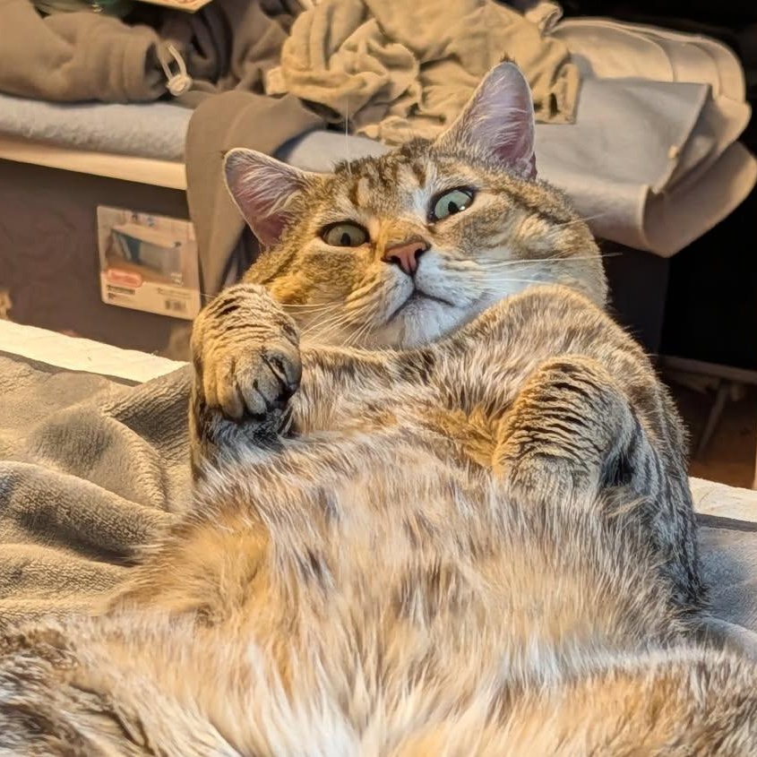 Bobby Cat, a ADOPTABLE Tabby in New Bedford, MA image 4/6