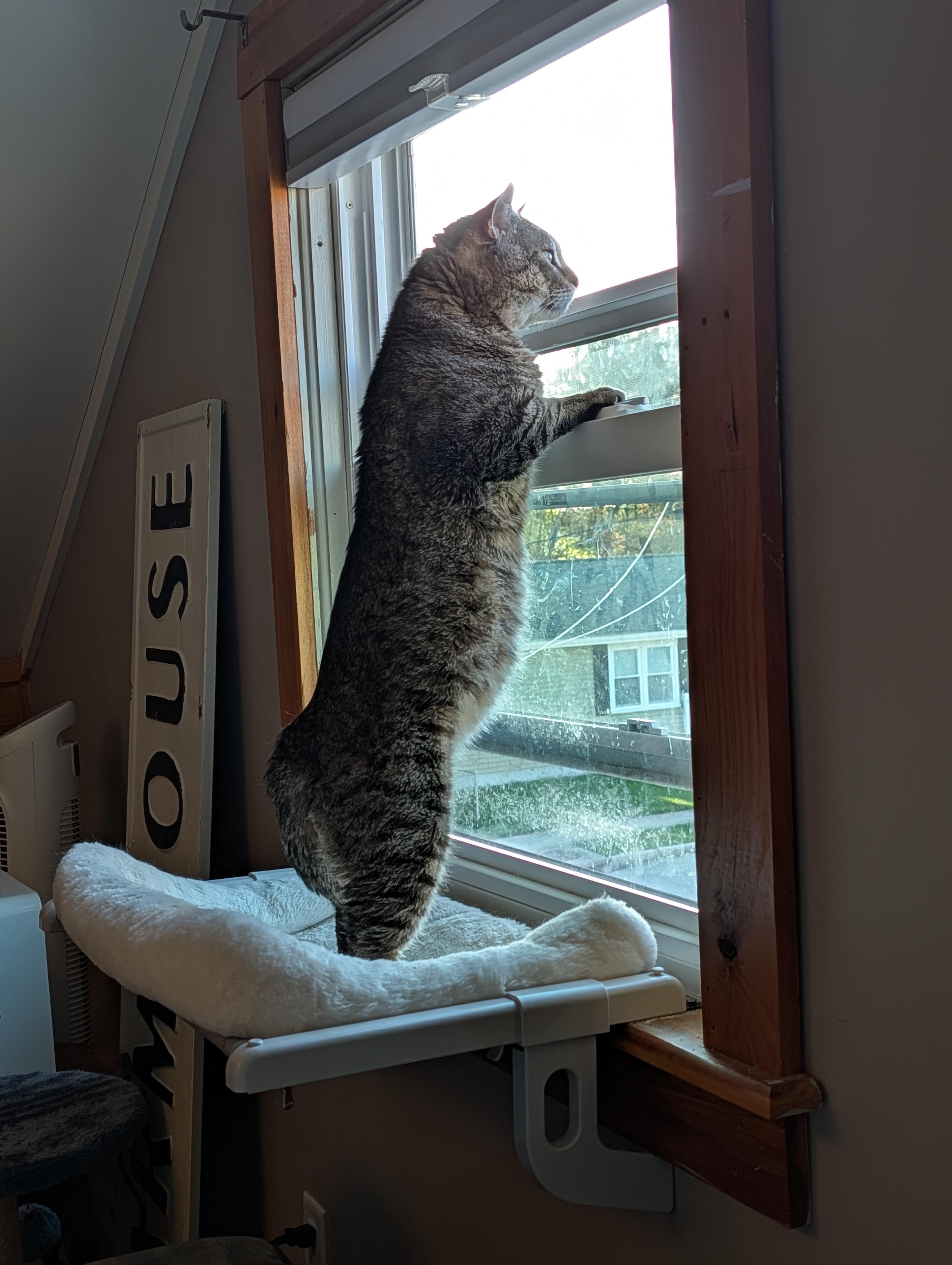 Enlarge Bobby Cat, a ADOPTABLE Tabby in New Bedford, MA image 5/6
