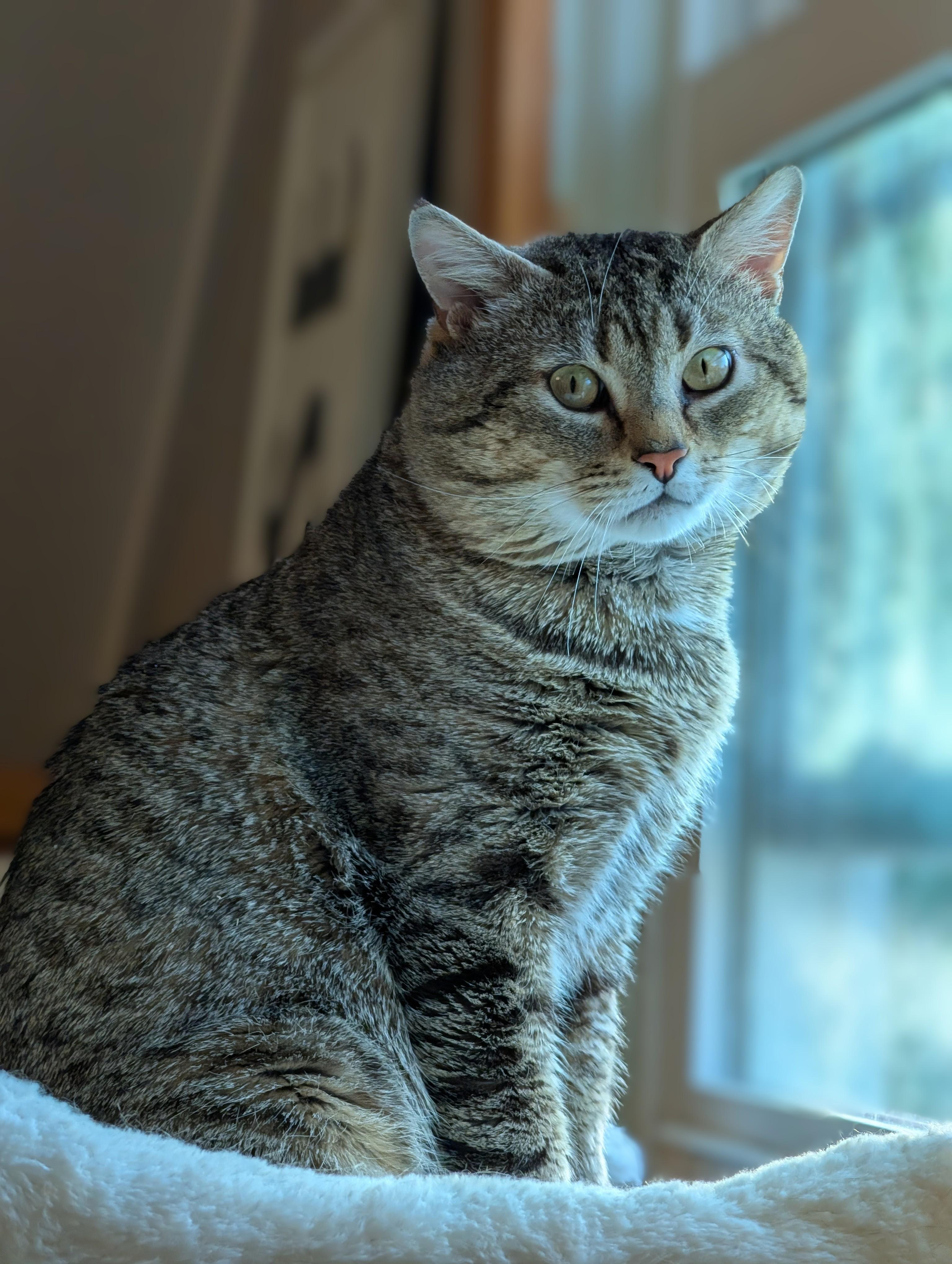 Enlarge Bobby Cat, a ADOPTABLE Tabby in New Bedford, MA image 6/6
