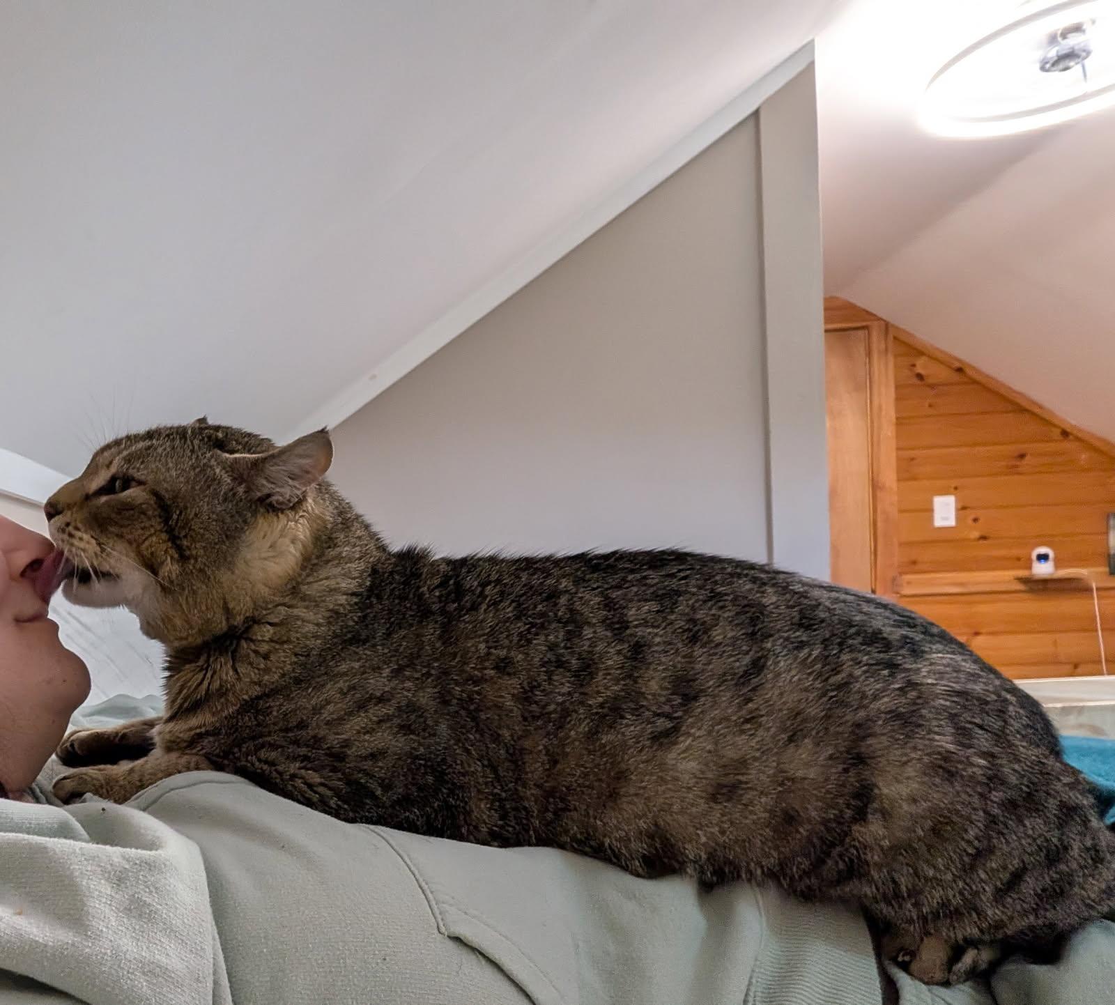 Bobby Cat, a ADOPTABLE Tabby in New Bedford, MA image 3/6