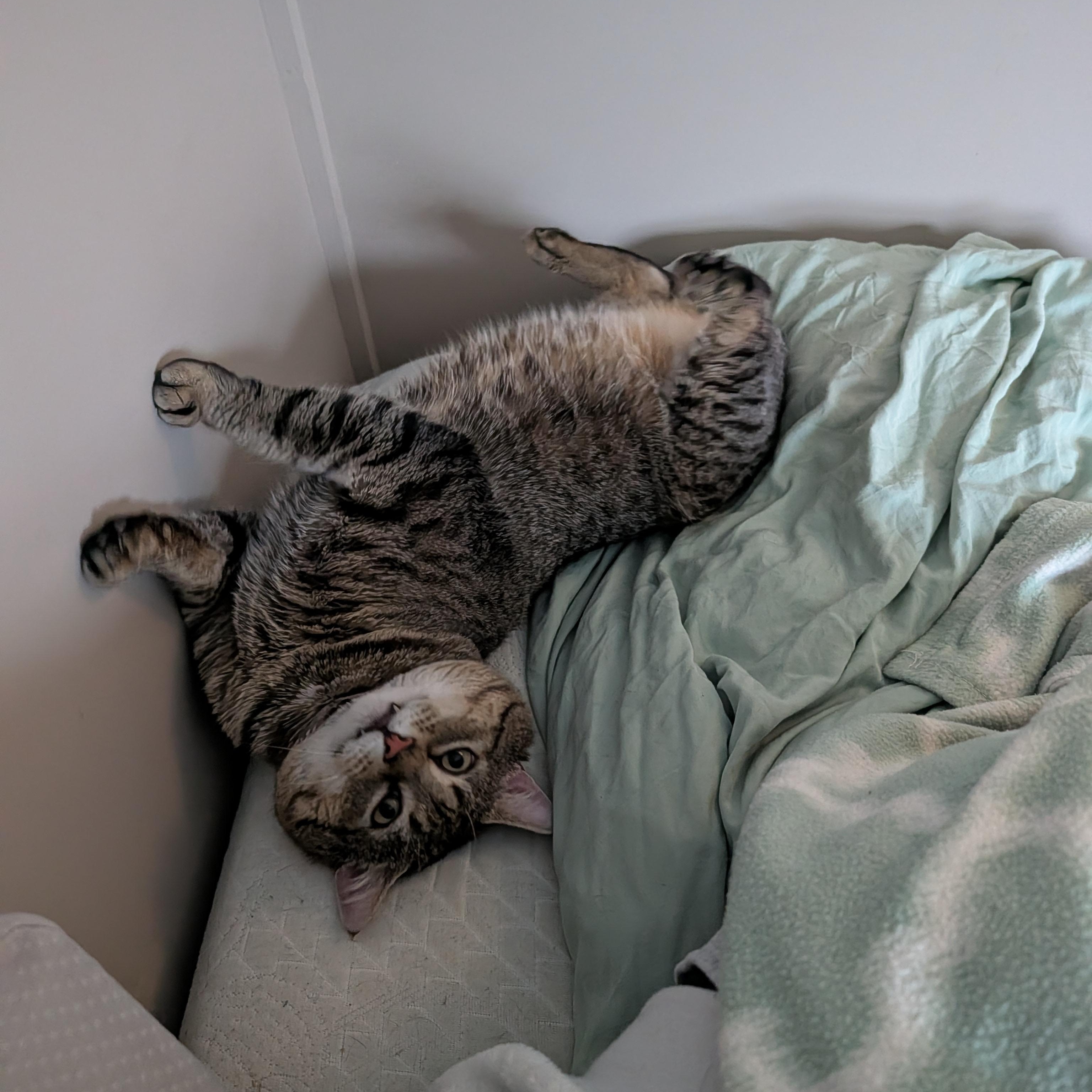 Enlarge Bobby Cat, a ADOPTABLE Tabby in New Bedford, MA image 4/6