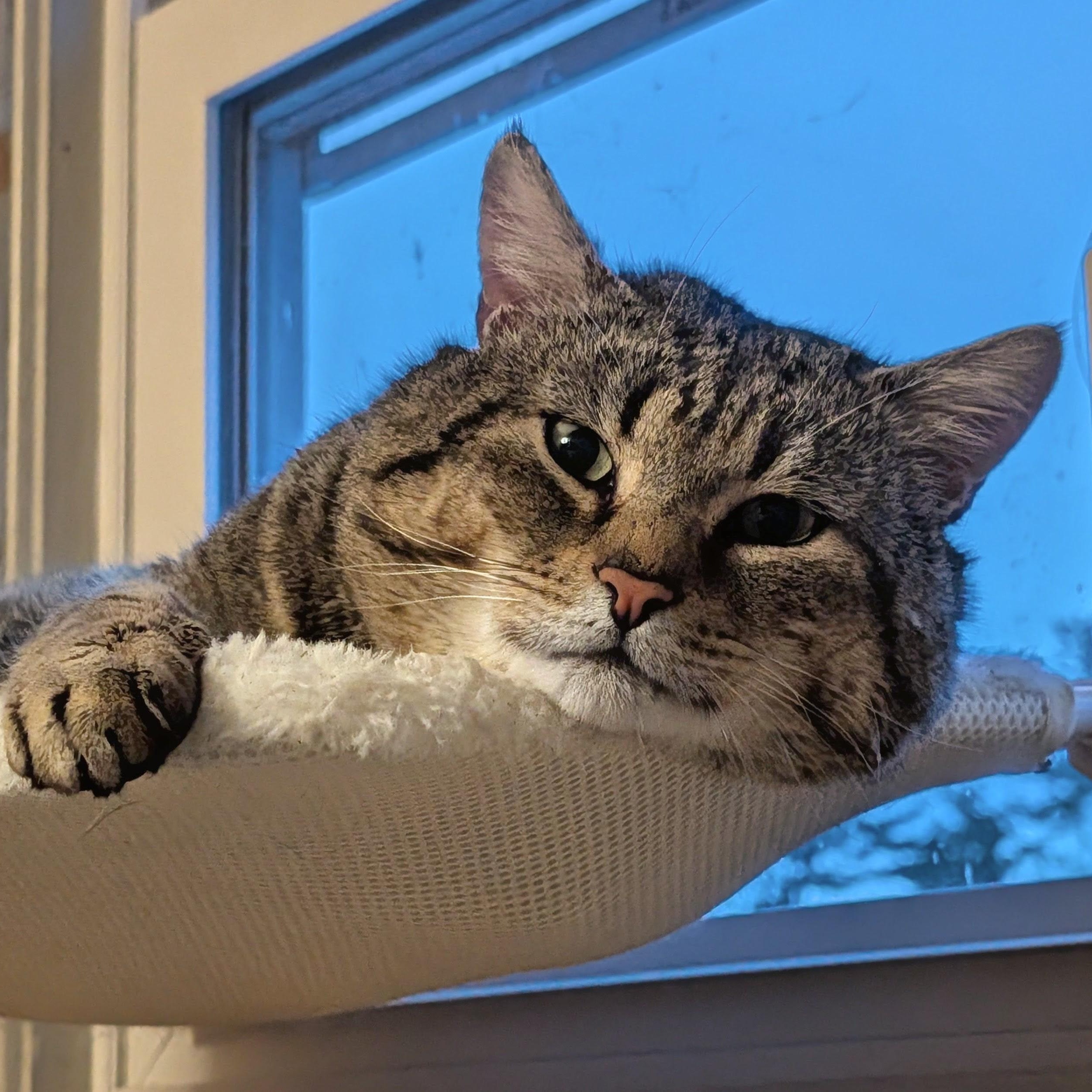 Enlarge Bobby Cat, a ADOPTABLE Tabby in New Bedford, MA image 1/6