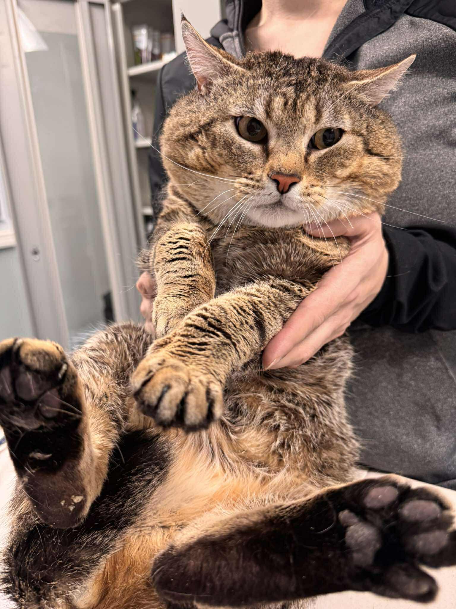 Enlarge Bobby Cat, a ADOPTABLE Tabby in New Bedford, MA image 2/6