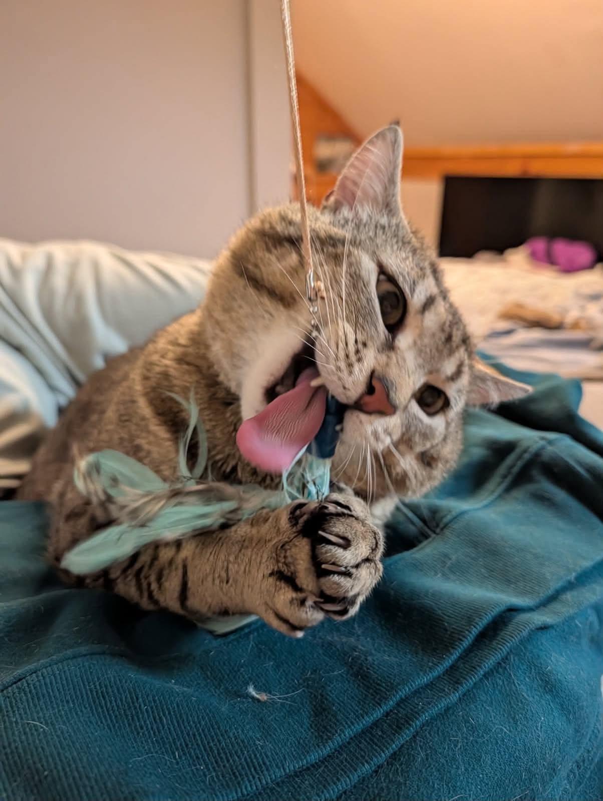 Bobby Cat, a ADOPTABLE Tabby in New Bedford, MA image 1/6