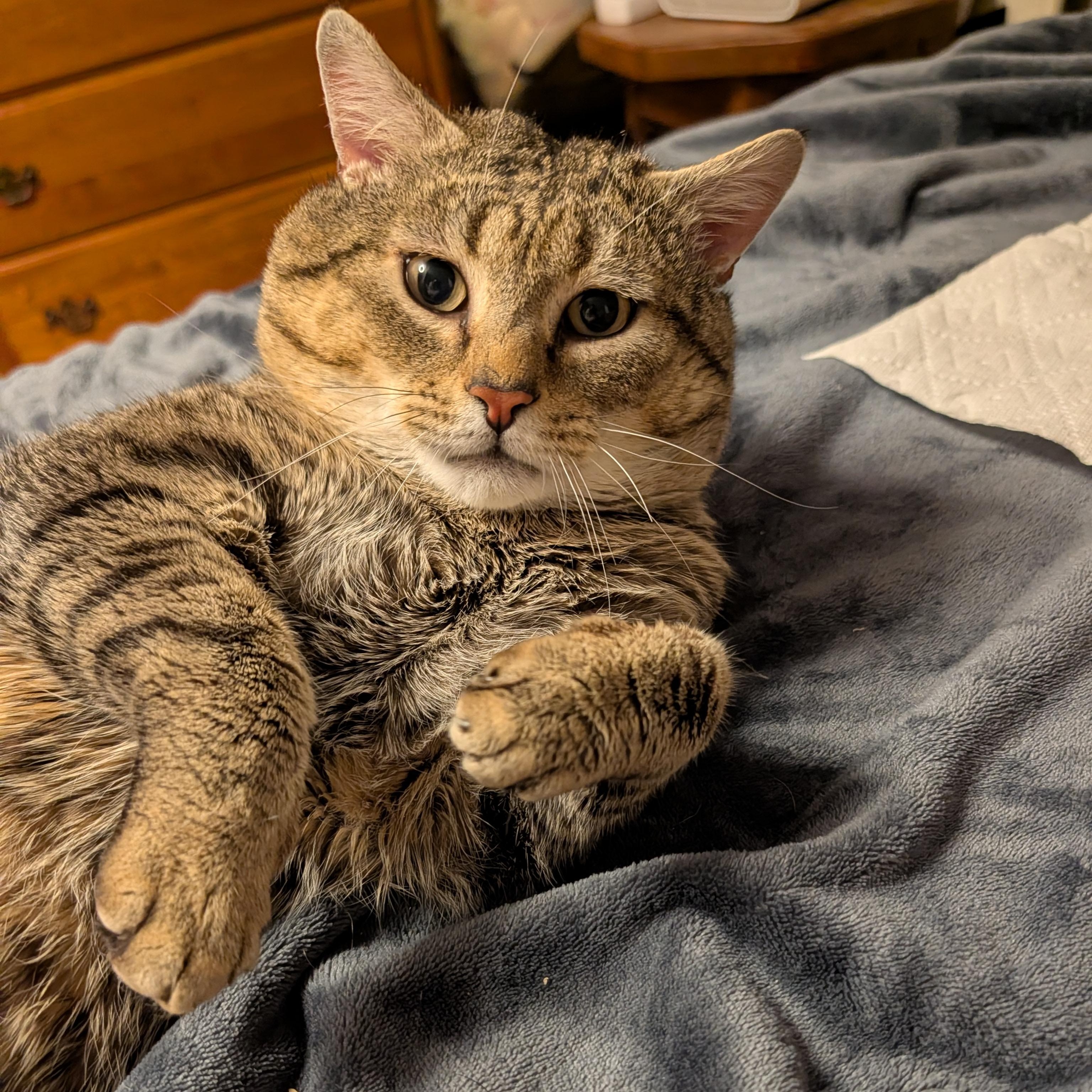 Enlarge Bobby Cat, a ADOPTABLE Tabby in New Bedford, MA image 3/6