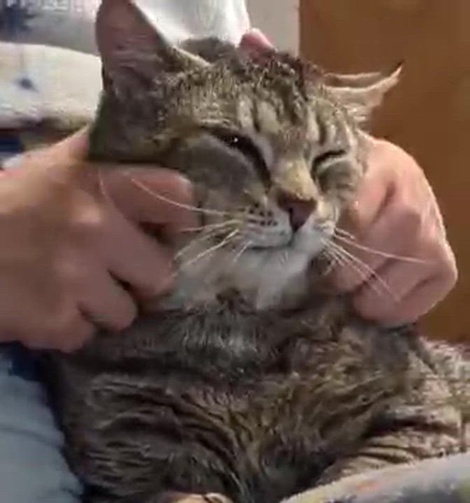 Enlarge Bobby Cat, a ADOPTABLE Tabby in New Bedford, MA video 6/6