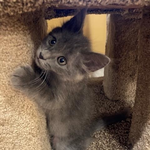STANLEY, Adoptable, Young Male Domestic Medium Hair & Russian Blue.