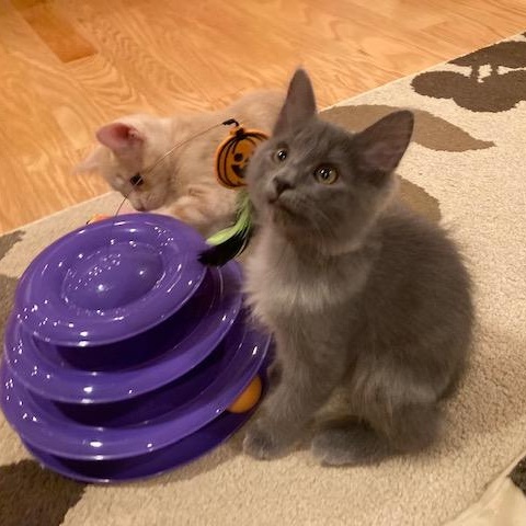 Enlarge STANLEY, a Adoptable mixed breed in Watkinsville, GA image 2/3