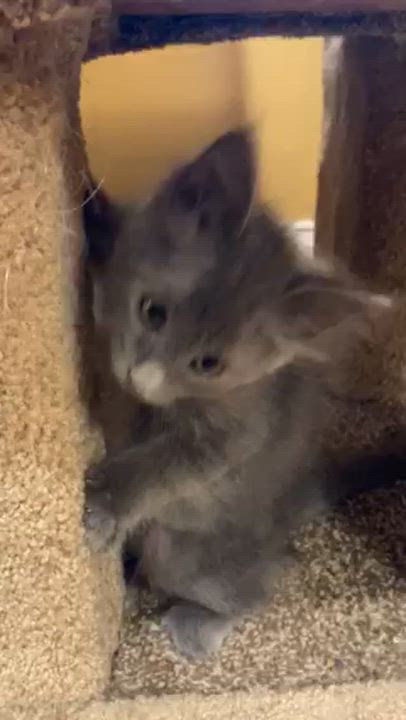 Enlarge STANLEY, a Adoptable mixed breed in Watkinsville, GA video 3/3