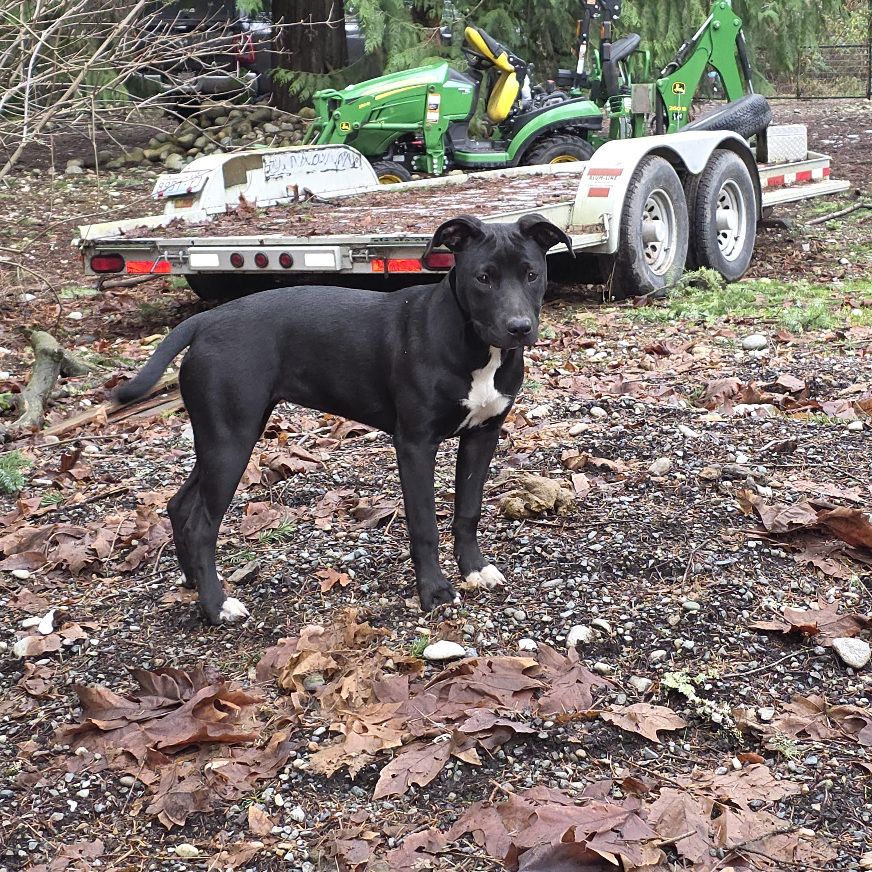 Enlarge Charlie, a ADOPTABLE mixed breed in AUBURN, WA image 3/4