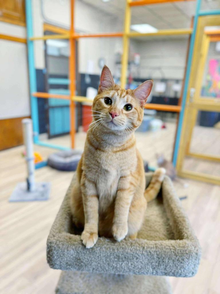 Jelly Belly, Adoptable, Young Female Domestic Short Hair.