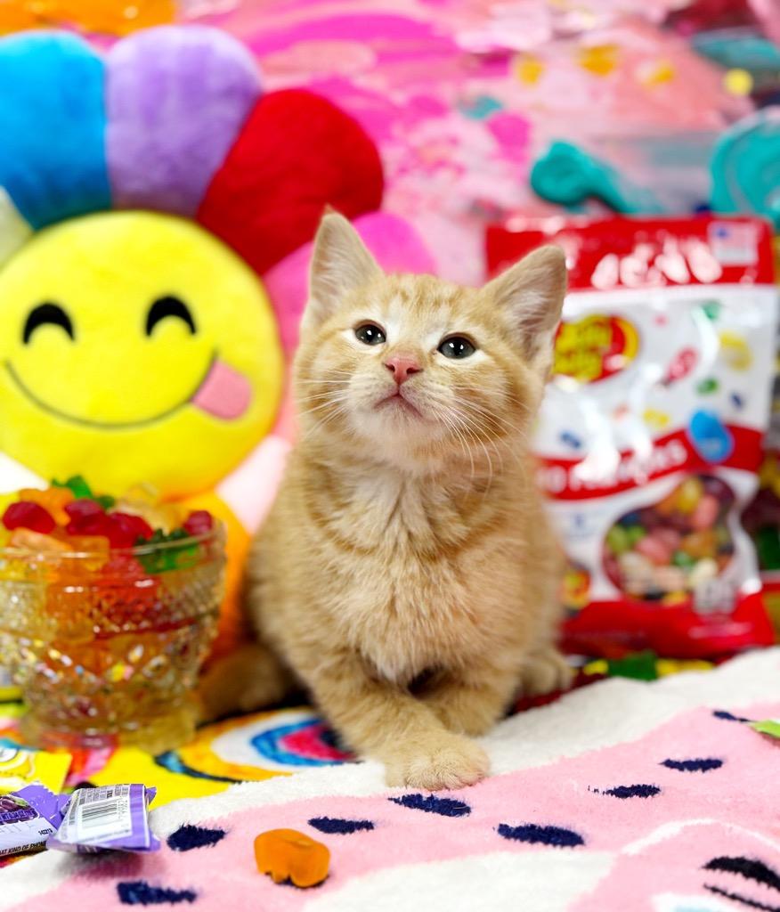 Enlarge Jelly Belly, a Adoptable mixed breed in Effingham, IL image 3/6