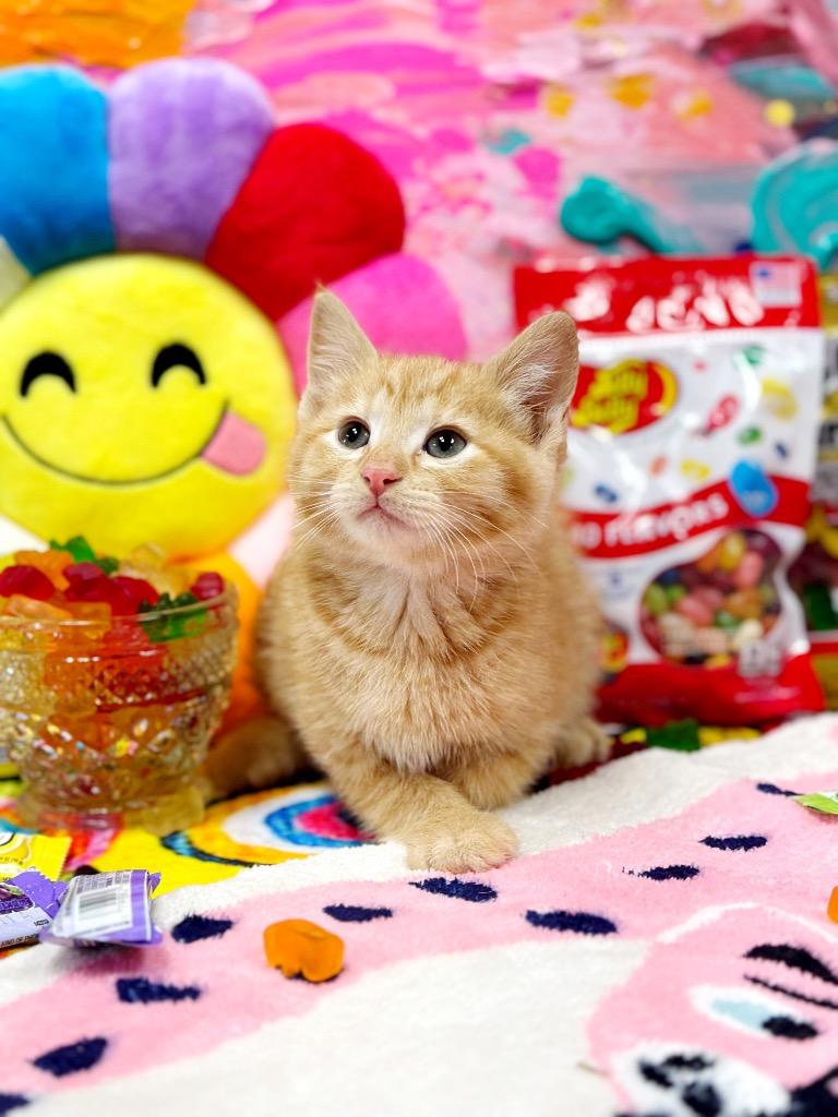 Jelly Belly, a Adoptable mixed breed in Effingham, IL image 2/6