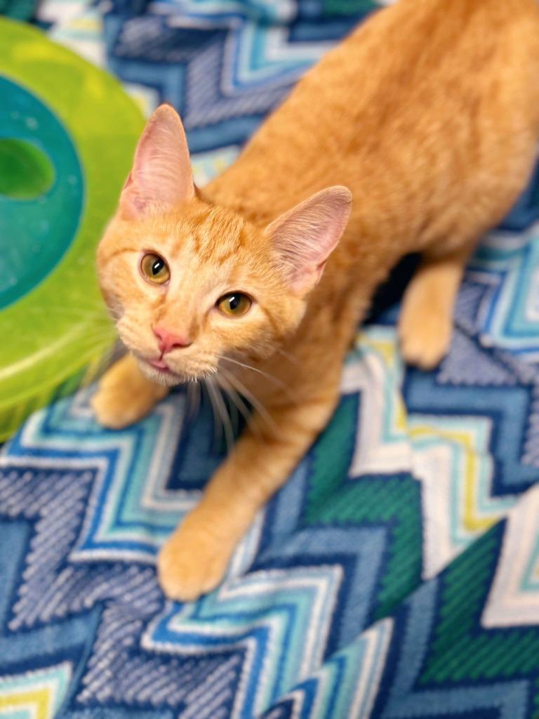 Jelly Belly, a Adoptable mixed breed in Effingham, IL image 5/6