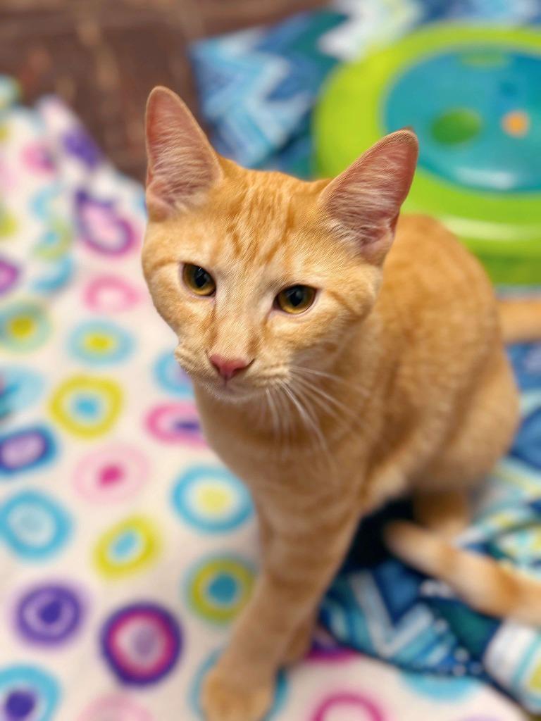 Enlarge Jelly Belly, a Adoptable mixed breed in Effingham, IL image 6/6