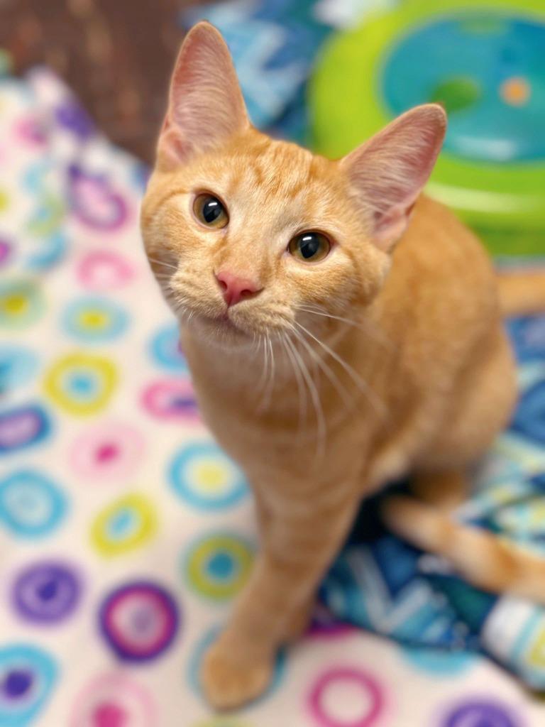 Jelly Belly, a Adoptable mixed breed in Effingham, IL image 6/6