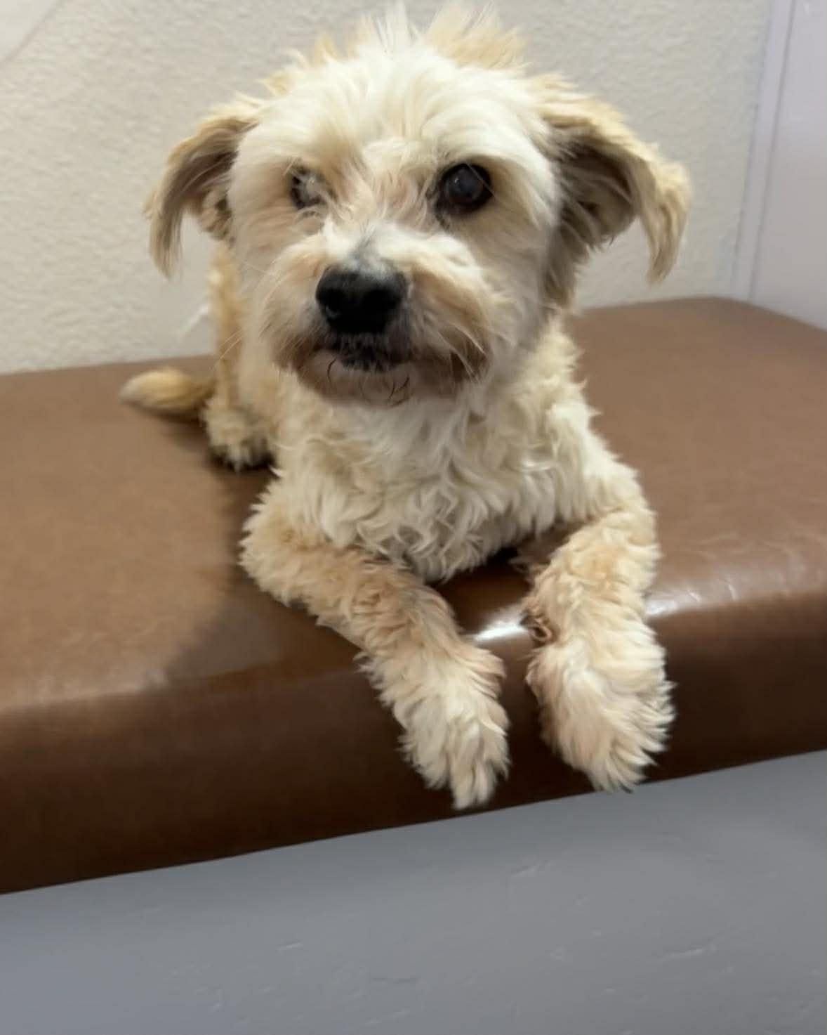 Pixie, adopted, Senior Female Poodle.