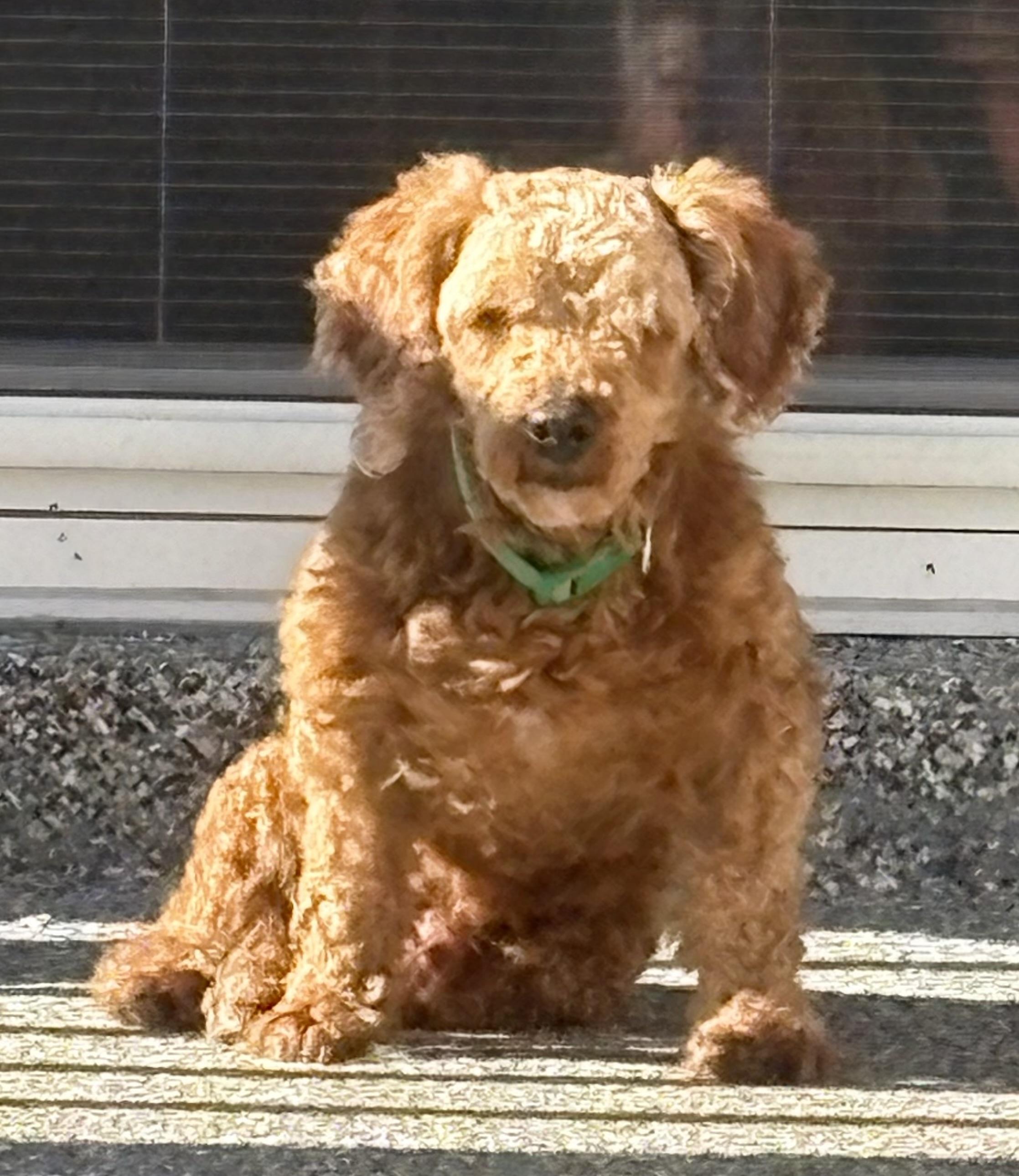 Enlarge Rusty Cooper: , a ADOPTABLE Poodle in Franklin, TN image 3/5