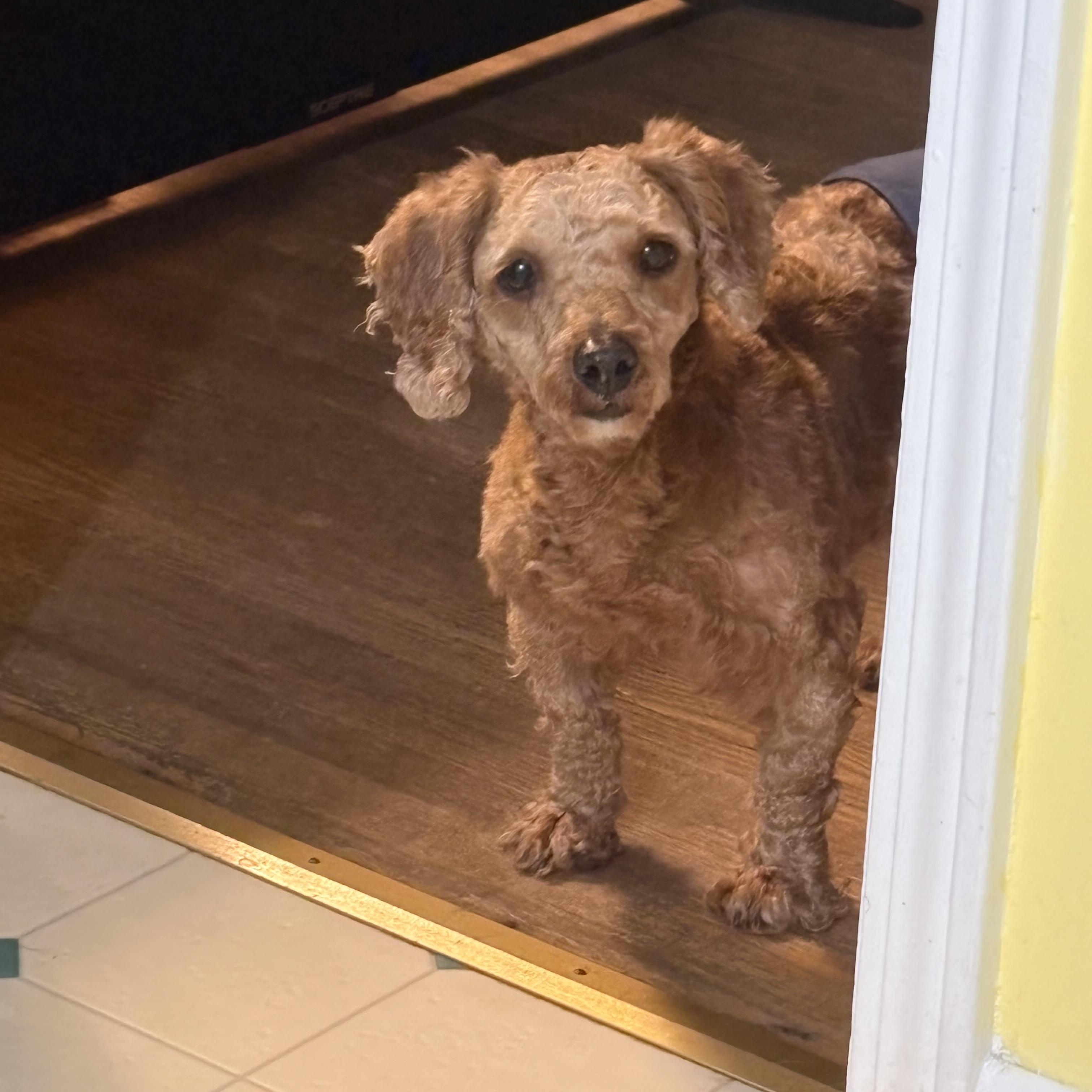 Enlarge Rusty Cooper: , a ADOPTABLE Poodle in Franklin, TN image 1/4