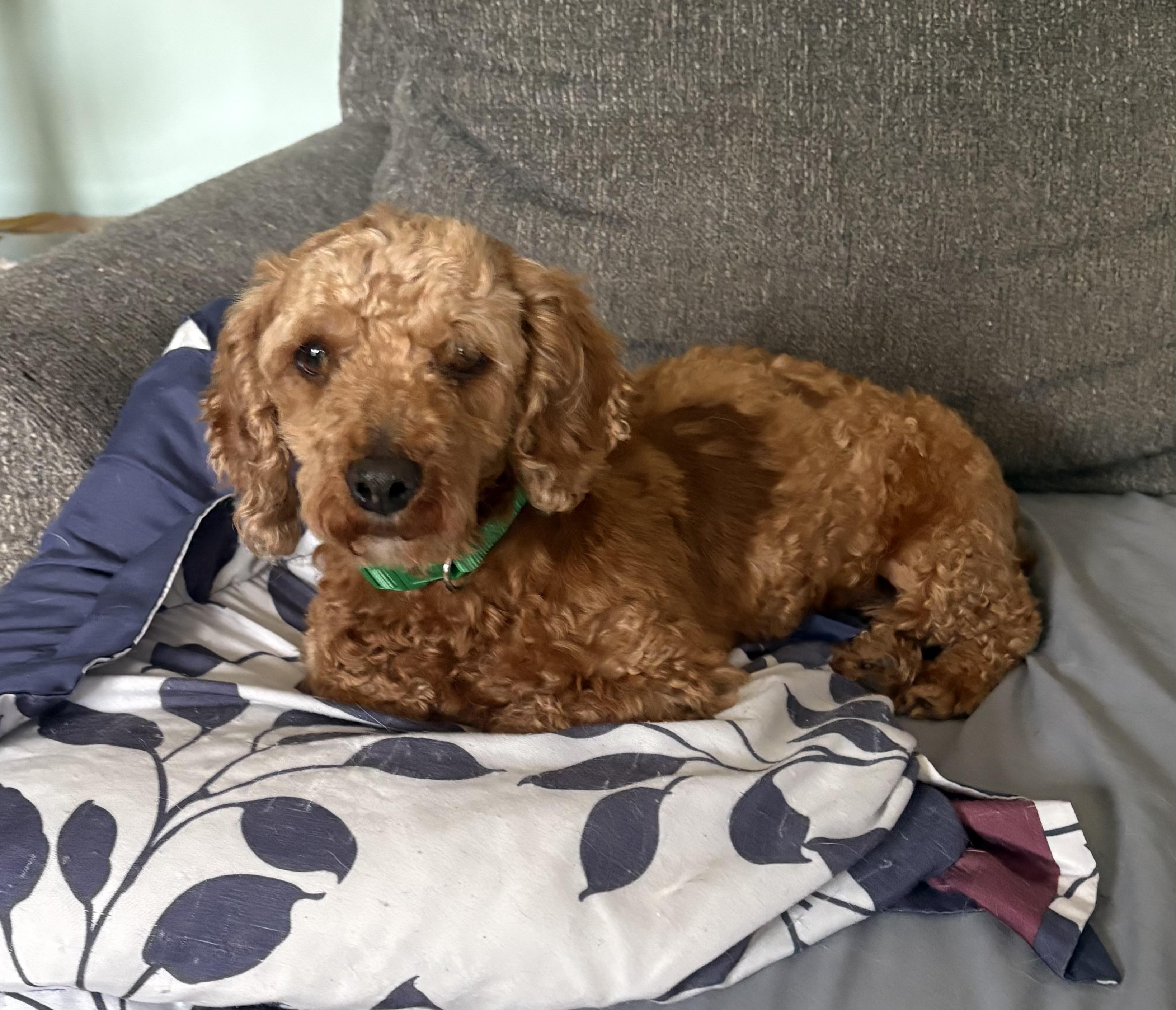 Rusty Cooper: , ADOPTABLE, Adult Male Poodle.