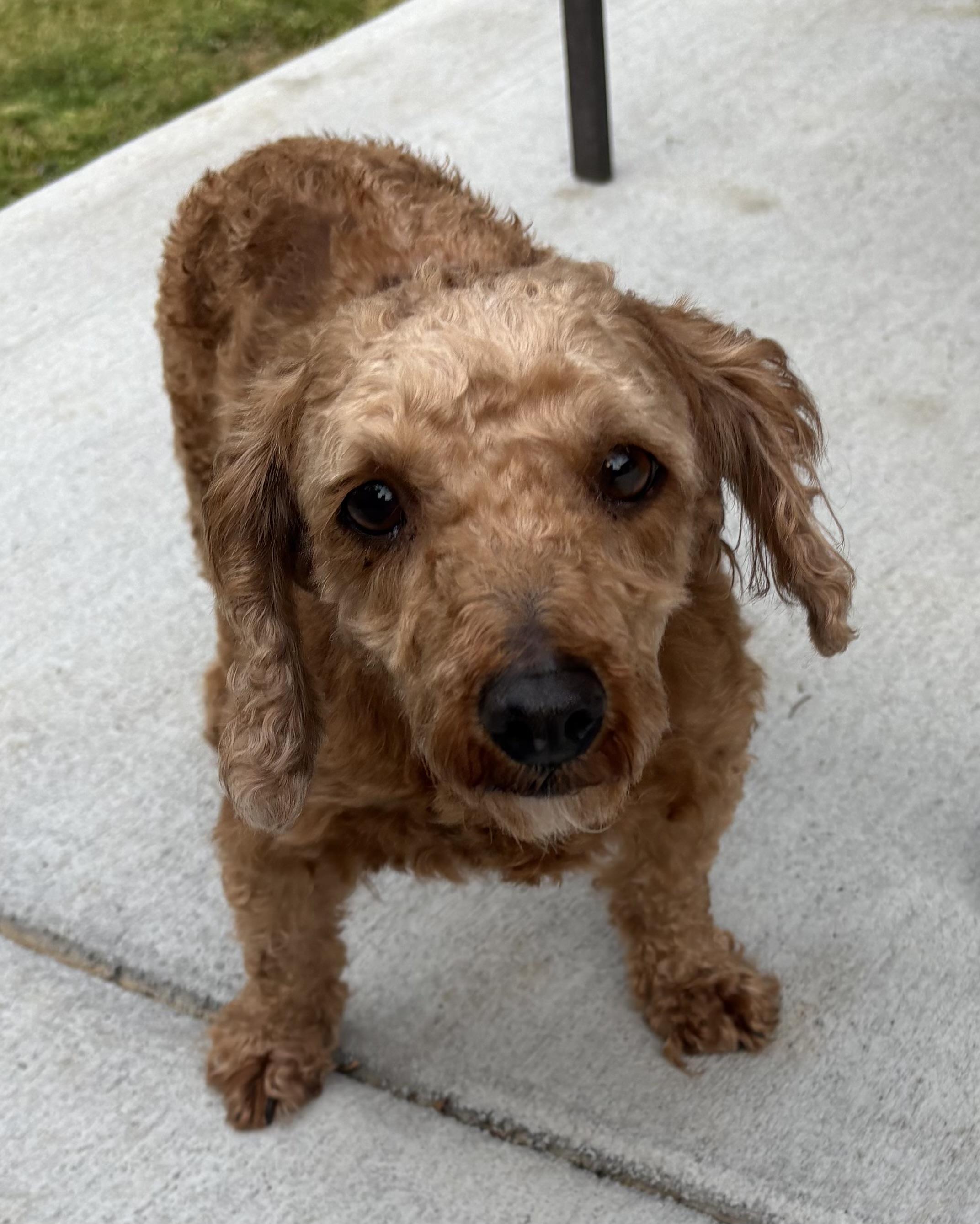 Enlarge Rusty Cooper: , a ADOPTABLE Poodle in Franklin, TN image 2/4