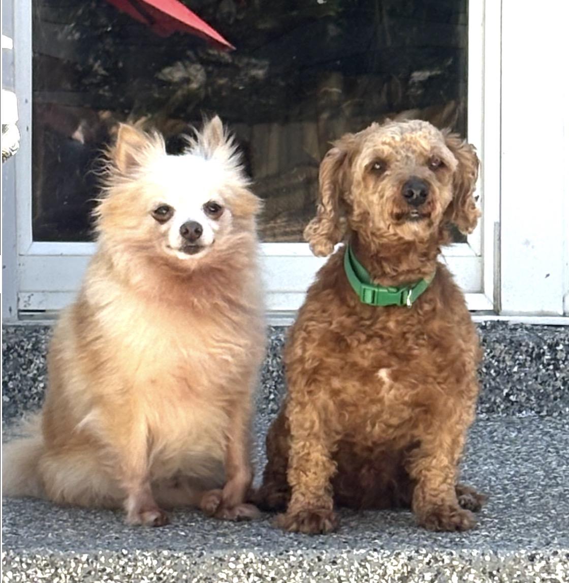 Enlarge Rusty Cooper: , a ADOPTABLE Poodle in Franklin, TN image 3/4