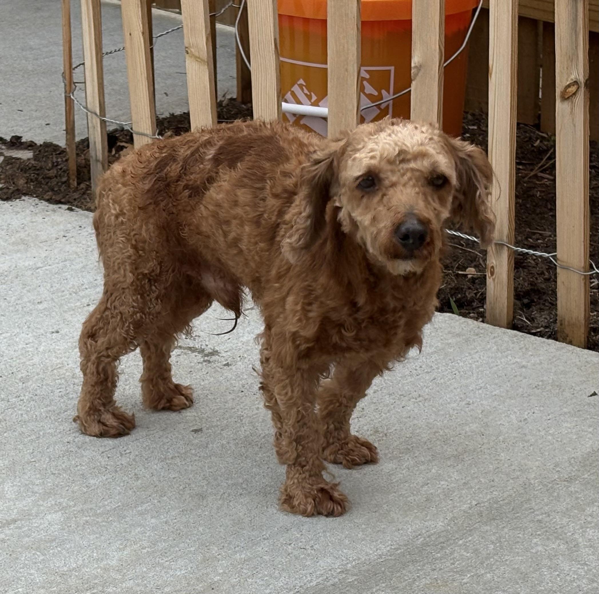 Enlarge Rusty Cooper: , a ADOPTABLE Poodle in Franklin, TN image 4/4