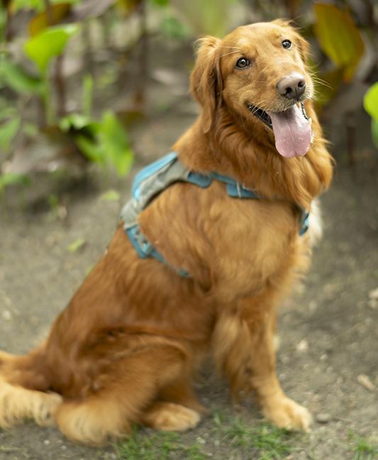 Tucker, an adopted Golden Retriever in Chicago, IL image 3/6