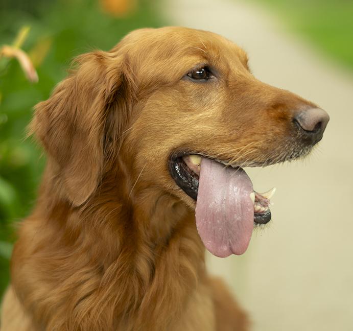 Tucker, an adopted Golden Retriever in Chicago, IL image 2/6