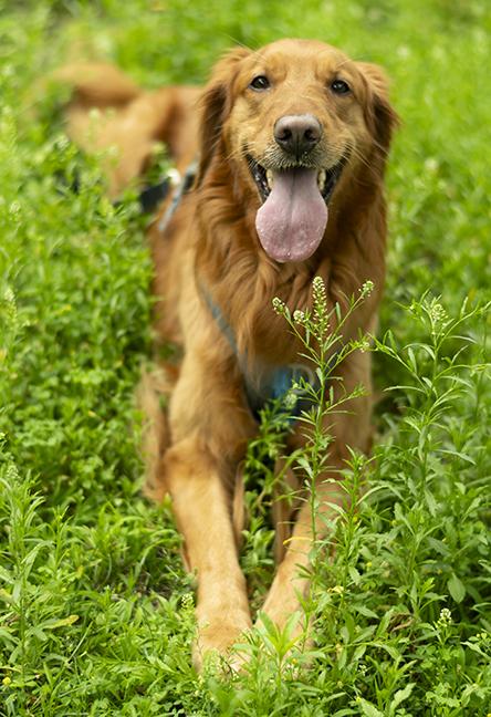 Tucker, an adopted Golden Retriever in Chicago, IL image 6/6