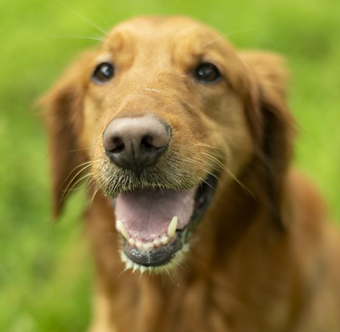 Tucker, an adopted Golden Retriever in Chicago, IL image 5/6