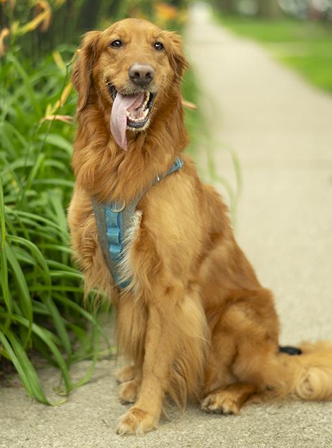 Tucker, an adopted Golden Retriever in Chicago, IL image 4/6