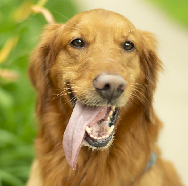 Tucker, an adopted Golden Retriever in Chicago, IL image 1/6