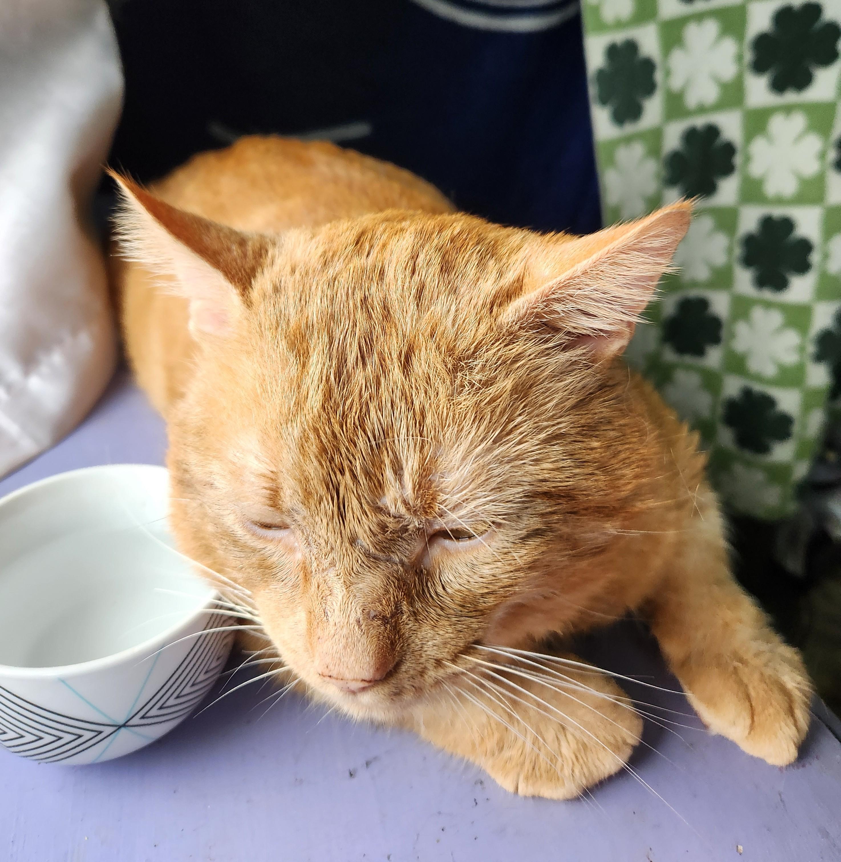 Scarface, Adoptable, Young Male Domestic Short Hair.